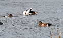 American wigeon male - A